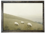 Grazing Sheep Wood Framed Print