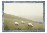 Grazing Sheep Wood Framed Print